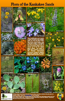 Flora of the Kankakee Sands
