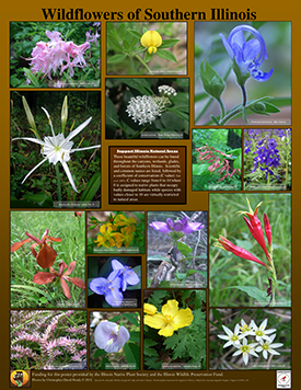 Wildflowers of Southern Illinois