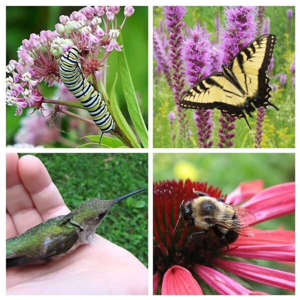 Bees, swallowtails, Asclepias, caterpillars