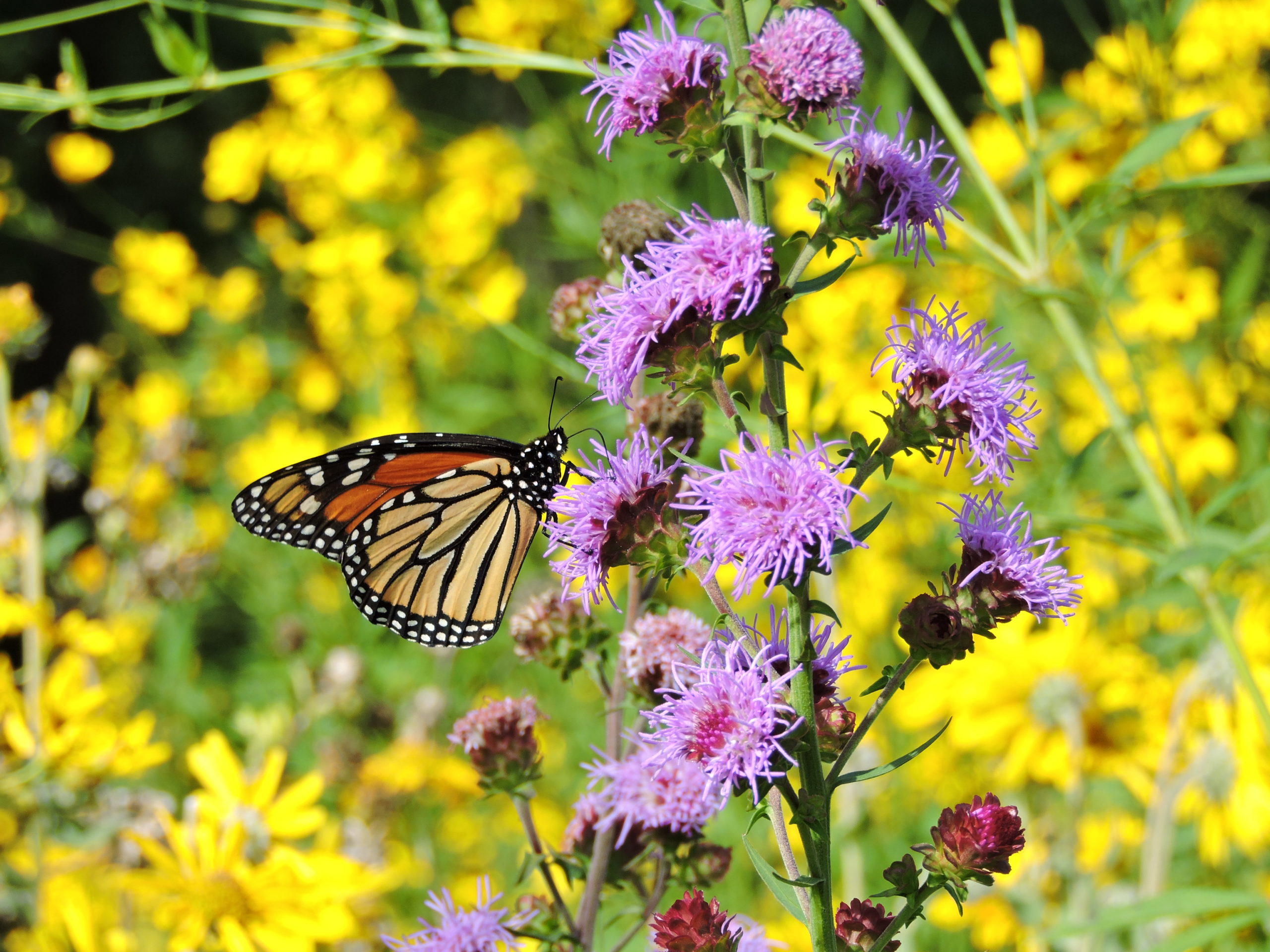 native-plant-sales-illinois-native-plant-society