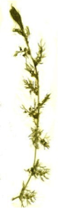 Closeup of Utricularia macrorhiza leaves