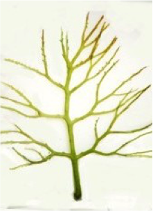 Closeup of Utricularia macrorhiza leaves with sacs