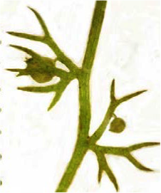 Closeup of Utricularia minor sacs