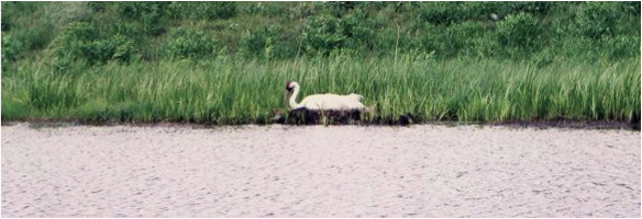 Whooping crane nesting in a sedge meadow