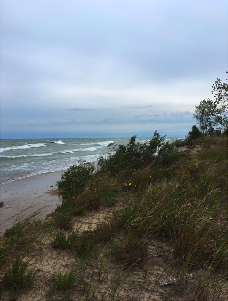 Shoreline at Hosa Park