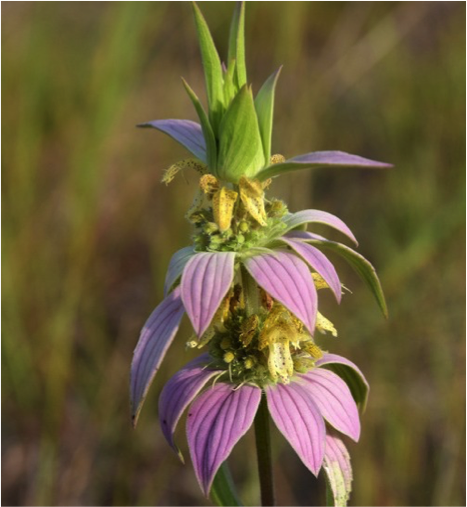 Close up of Monarda punctata inflorescence