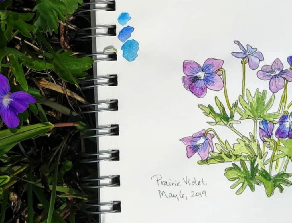 Photo of Karen Johnson's sketchbook, open to a sketch of Prairie Violet from May 6, 2019