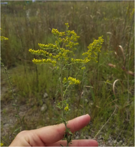 Solidago nemoralis inflorescence