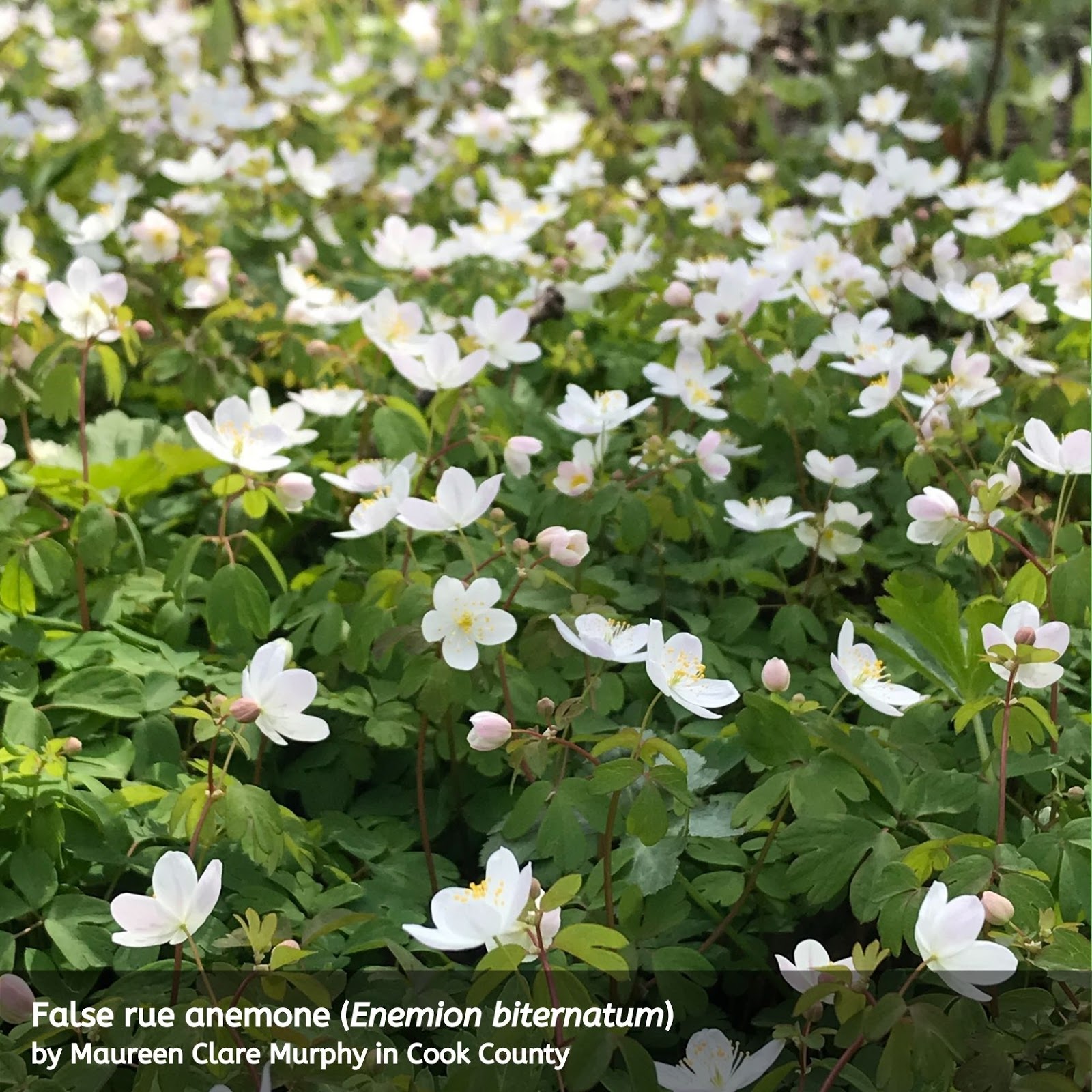 Confusing Rues Identifying False Rue Anemone And Rue Anemone