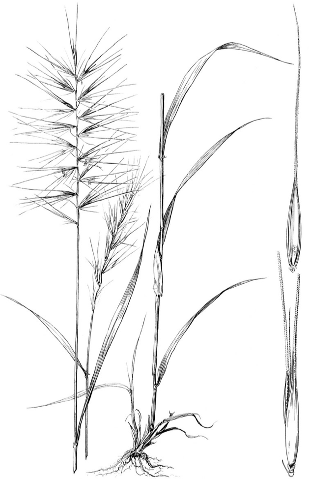 Mary Agnes Chase's drawing of bottlebrush grass