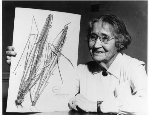 Photo of Mary Agnes Chase smiling, holding one of her herbarium specimens