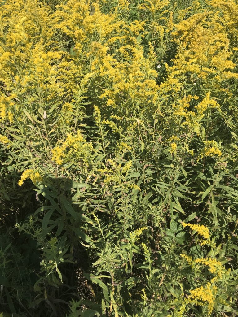 Picture of dense clump of tall goldenrod