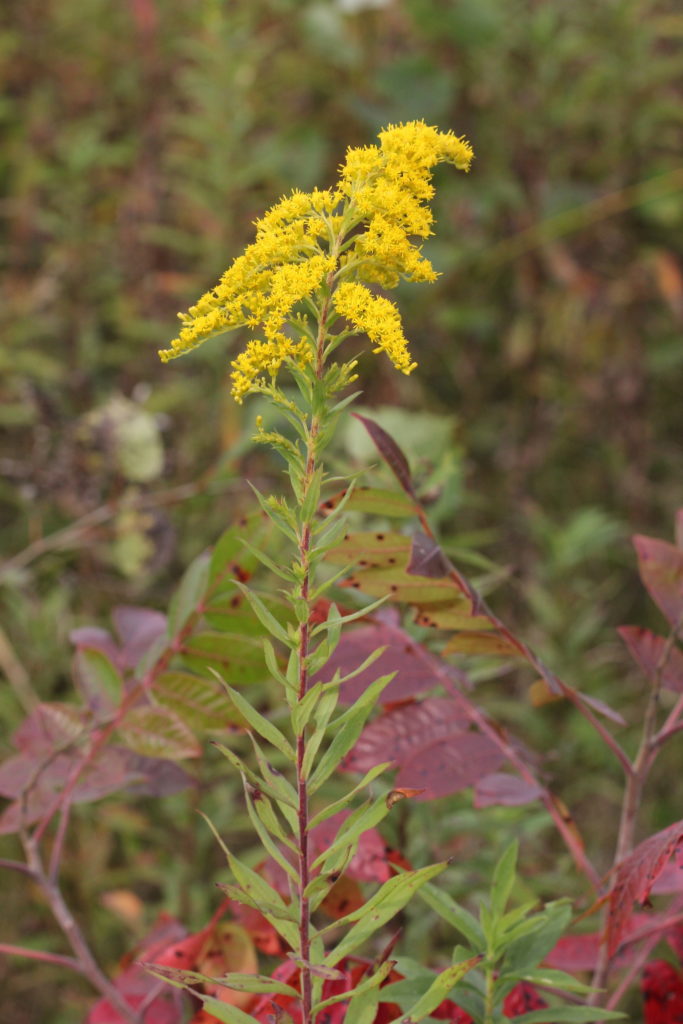 Picture of a single stem of tall goldenrod