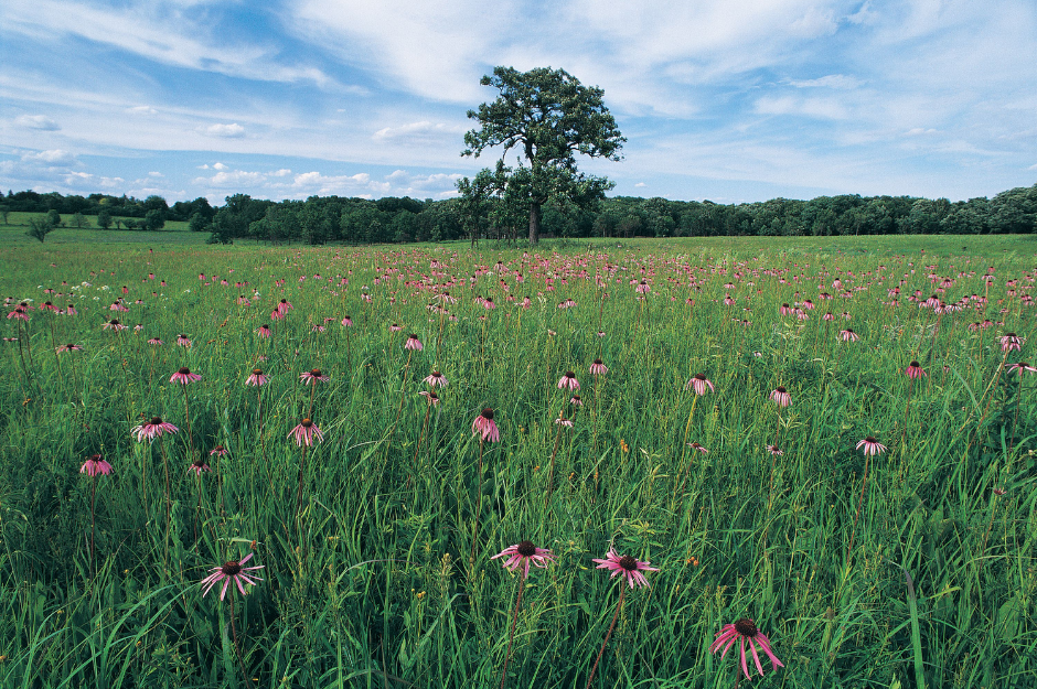 Landscape photo of a tallgrass prairie with wildflowers blooming and a large solo tree in the center