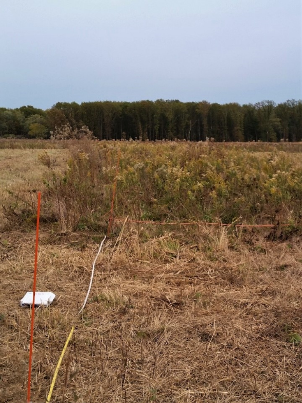 Photo of a stand of tall goldenrod with a mowed area roped off