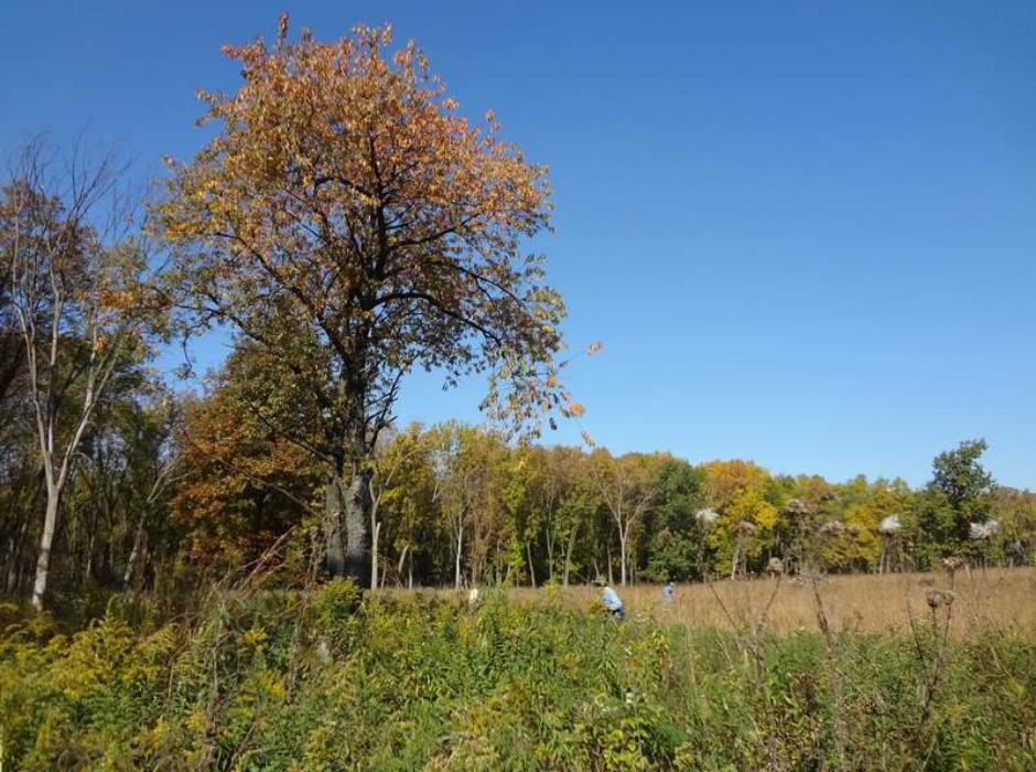 Landscape photo of volunteer stewards scattered amongst the tallgrass prairie with trees in the distance. Leaves are beginning to change colors, seed heads are visible on the forbs