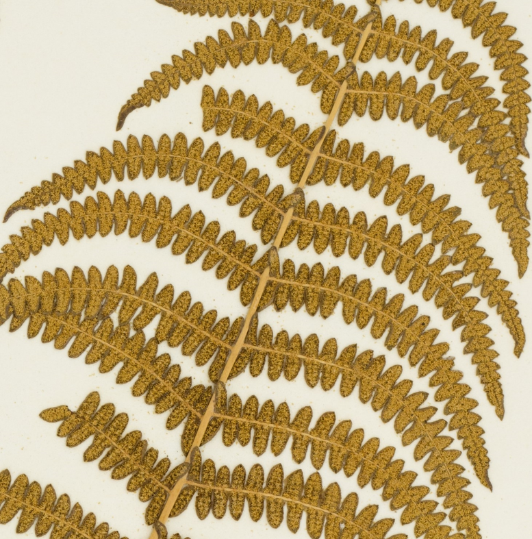 Close up of herbarium record of marsh fern
