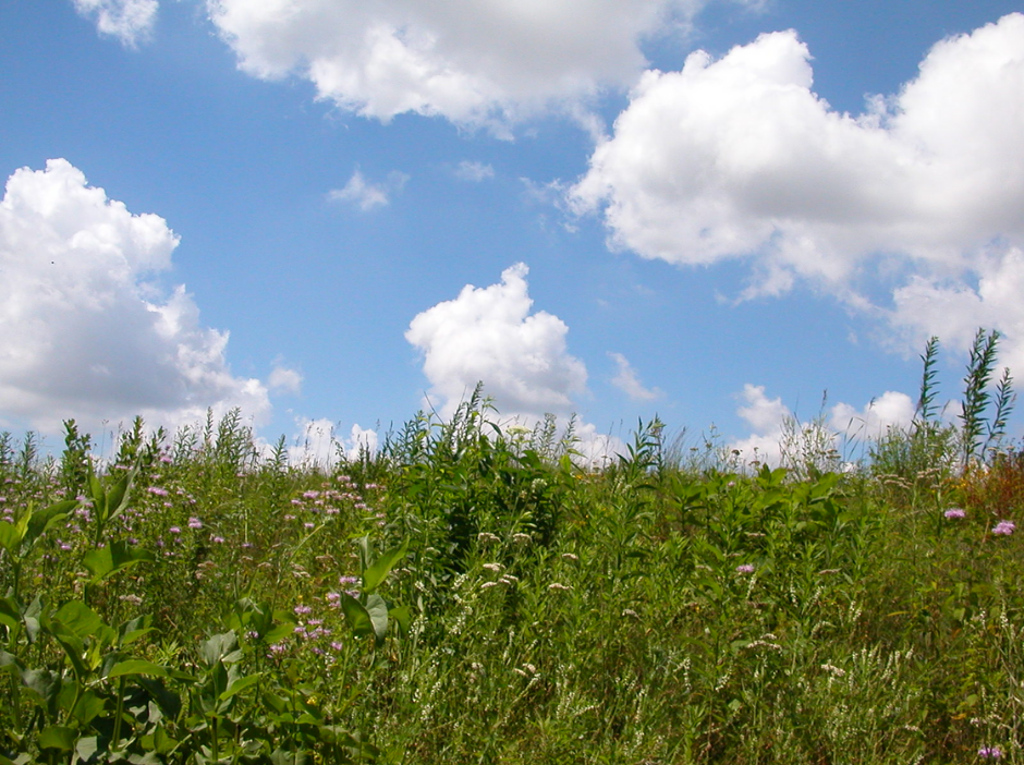 Landscape photo of sunny skies, a few dotted clouds, and tallgrass prairie with various wildflowers blooming