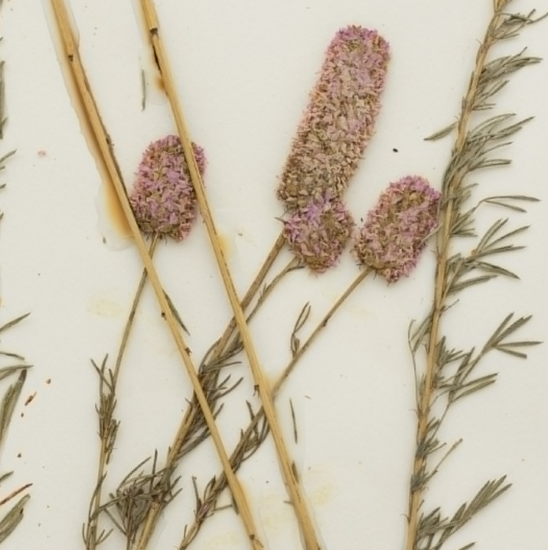 Close up of herbarium record of purple prairie clover