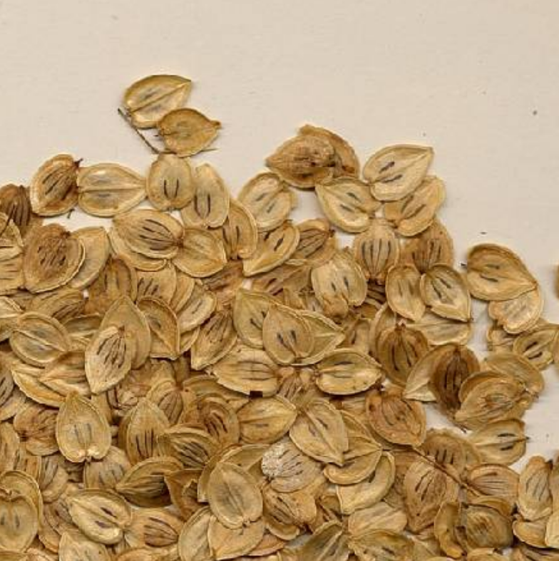Close up of herbarium record of cow parsnip seeds