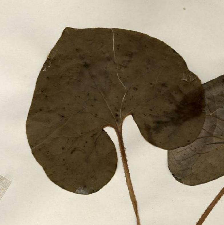 Close up of herbarium record of wild ginger leaf