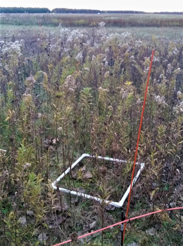Photo of a field of Solidago altissima gone to seed with a square quadrat lying on the ground where vegetation samples were taken