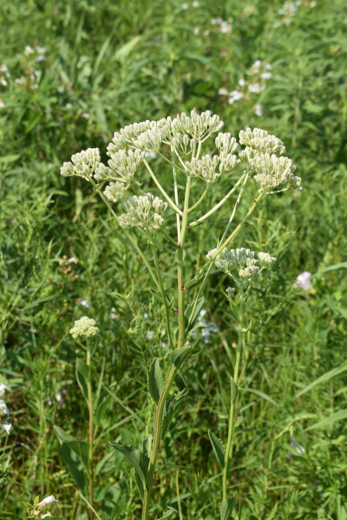 Photo of flowering head of Prairie Indian plantain with greenery in background