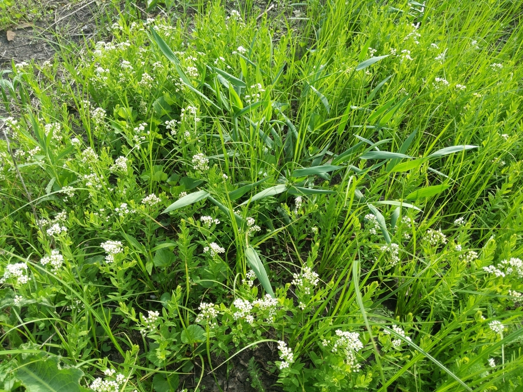 Photo of a patch of Bastard toadflax