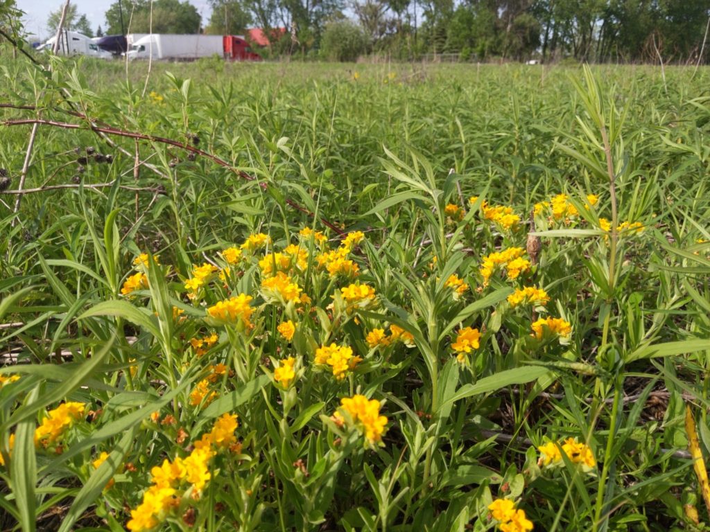 Photo of a patch of Hoary puccoon with prairie in the background. Semi-trucks are noticeable on road in the back
