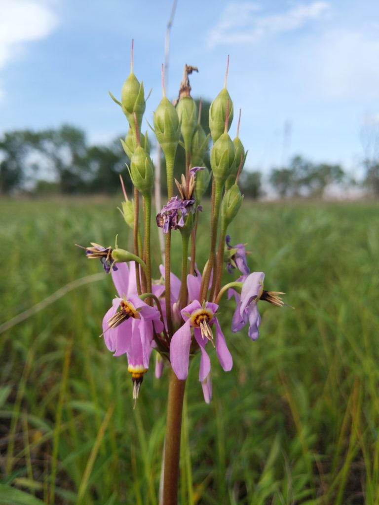 Photo of flowering head of Mead's shooting star with grassland in background