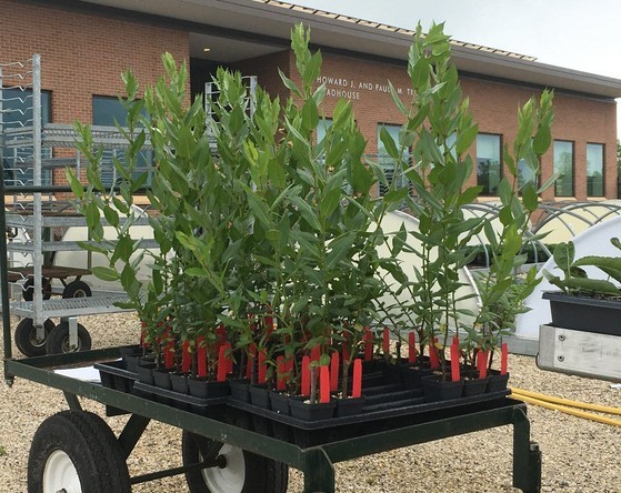 Photo showing a cart of Dune Willow plugs on a cart