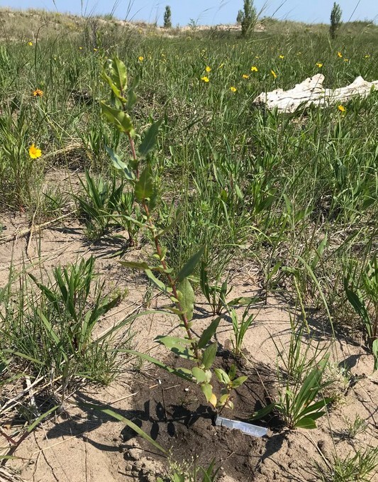 Photo showing a transplanted Dune Willow plant in dune habitat